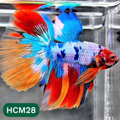 Multicolor Halfmoon Male Betta Fish | High Grade | Order Directly From Farm |  You Pick Fish |