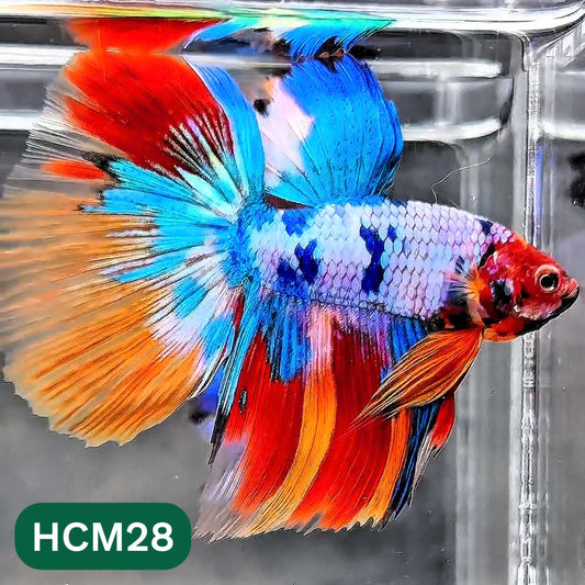 Multicolor Halfmoon Male Betta Fish | High Grade | Order Directly From Farm |  You Pick Fish |