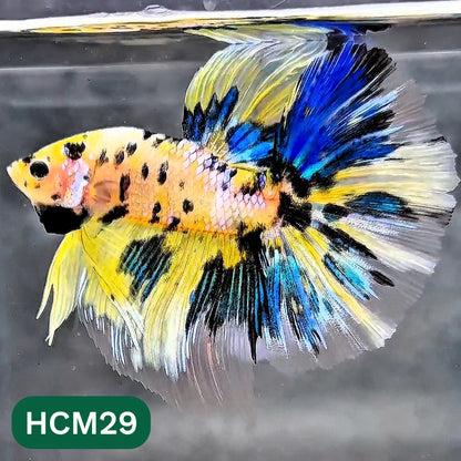 Multicolor Halfmoon Male Betta Fish | High Grade | Order Directly From Farm |  You Pick Fish |