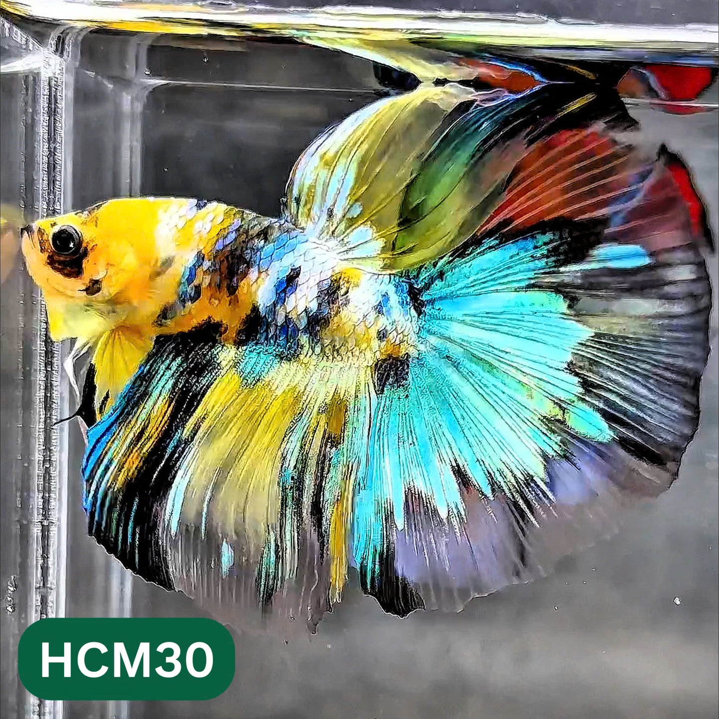 Multicolor Halfmoon Male Betta Fish | High Grade | Order Directly From Farm |  You Pick Fish |