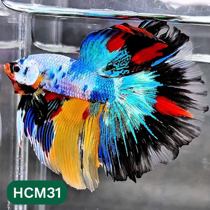 Multicolor Halfmoon Male Betta Fish | High Grade | Order Directly From Farm |  You Pick Fish |
