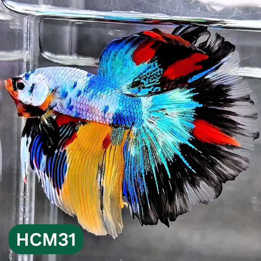 Multicolor Halfmoon Male Betta Fish | High Grade | Order Directly From Farm |  You Pick Fish |