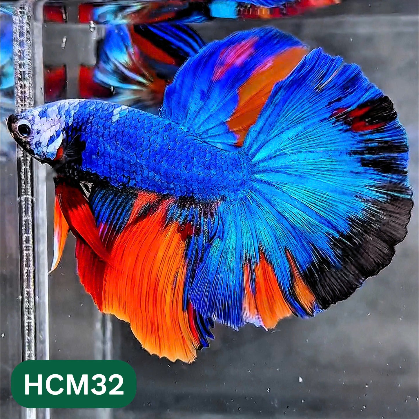 Multicolor Halfmoon Male Betta Fish | High Grade | Order Directly From Farm |  You Pick Fish |