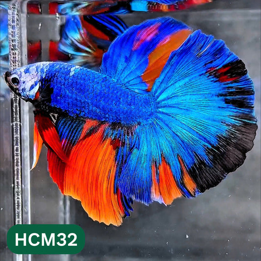 Multicolor Halfmoon Male Betta Fish | High Grade | Order Directly From Farm |  You Pick Fish |