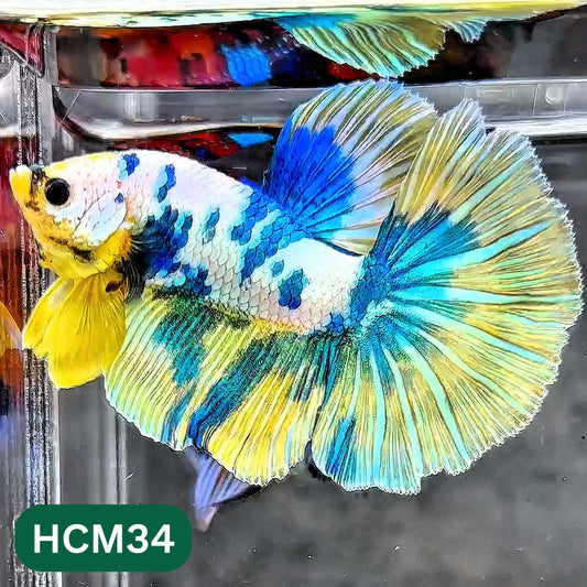 Multicolor Halfmoon Male Betta Fish | High Grade | Order Directly From Farm |  You Pick Fish |