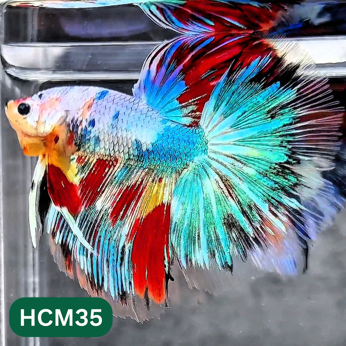 Multicolor Halfmoon Male Betta Fish | High Grade | Order Directly From Farm |  You Pick Fish |