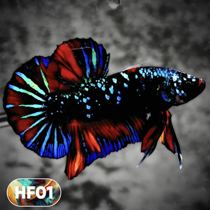 Dark Flame Hellfire Plakat Male Betta Fish | You Pick Fish | Rare Betta