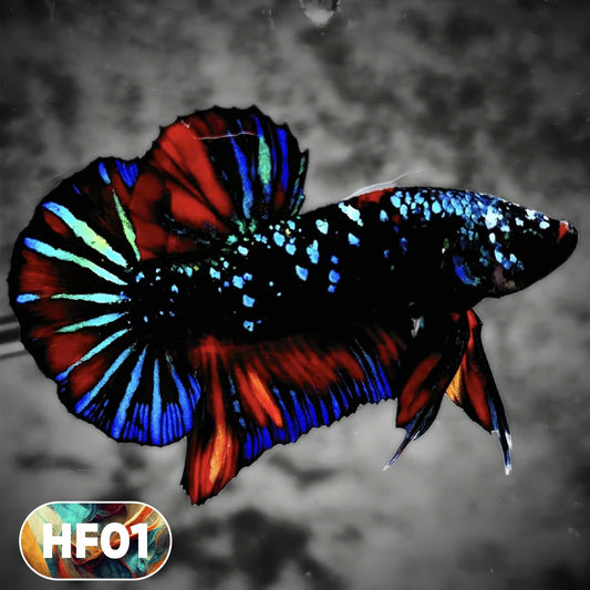 Dark Flame Hellfire Plakat Male Betta Fish | You Pick Fish | Rare Betta