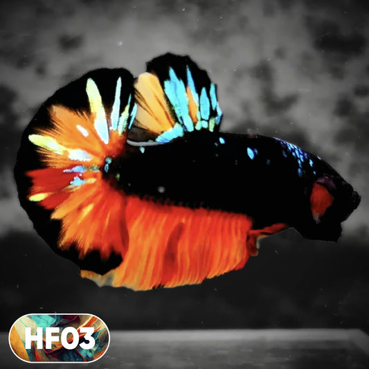 Dark Flame Hellfire Plakat Male Betta Fish | You Pick Fish | Rare Betta