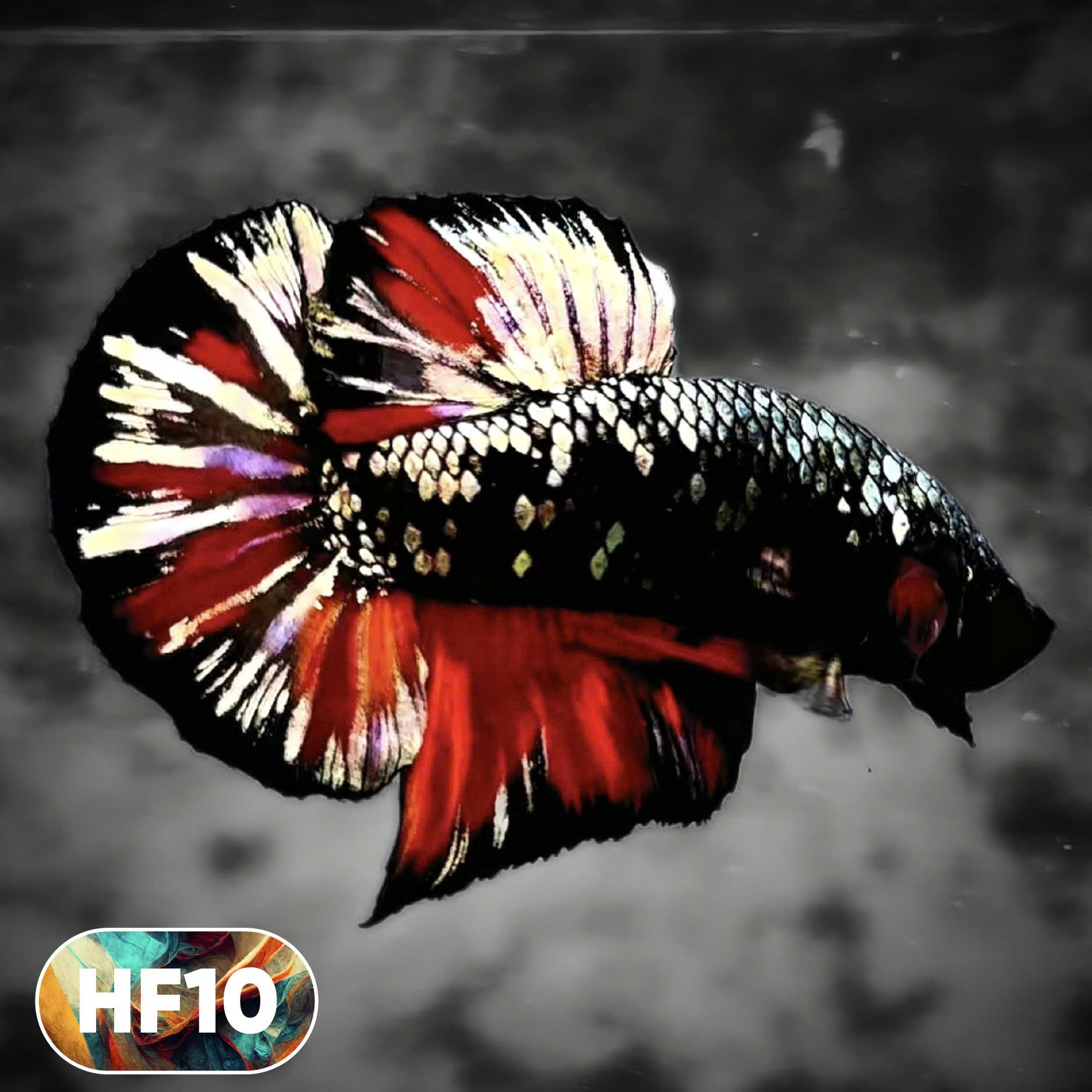 Dark Flame Hellfire Plakat Male Betta Fish | You Pick Fish | Rare Betta