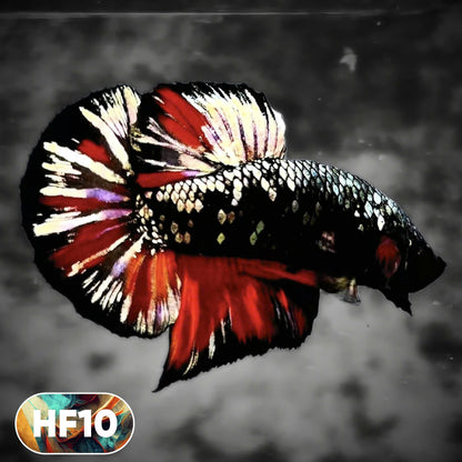 Dark Flame Hellfire Plakat Male Betta Fish | You Pick Fish | Rare Betta