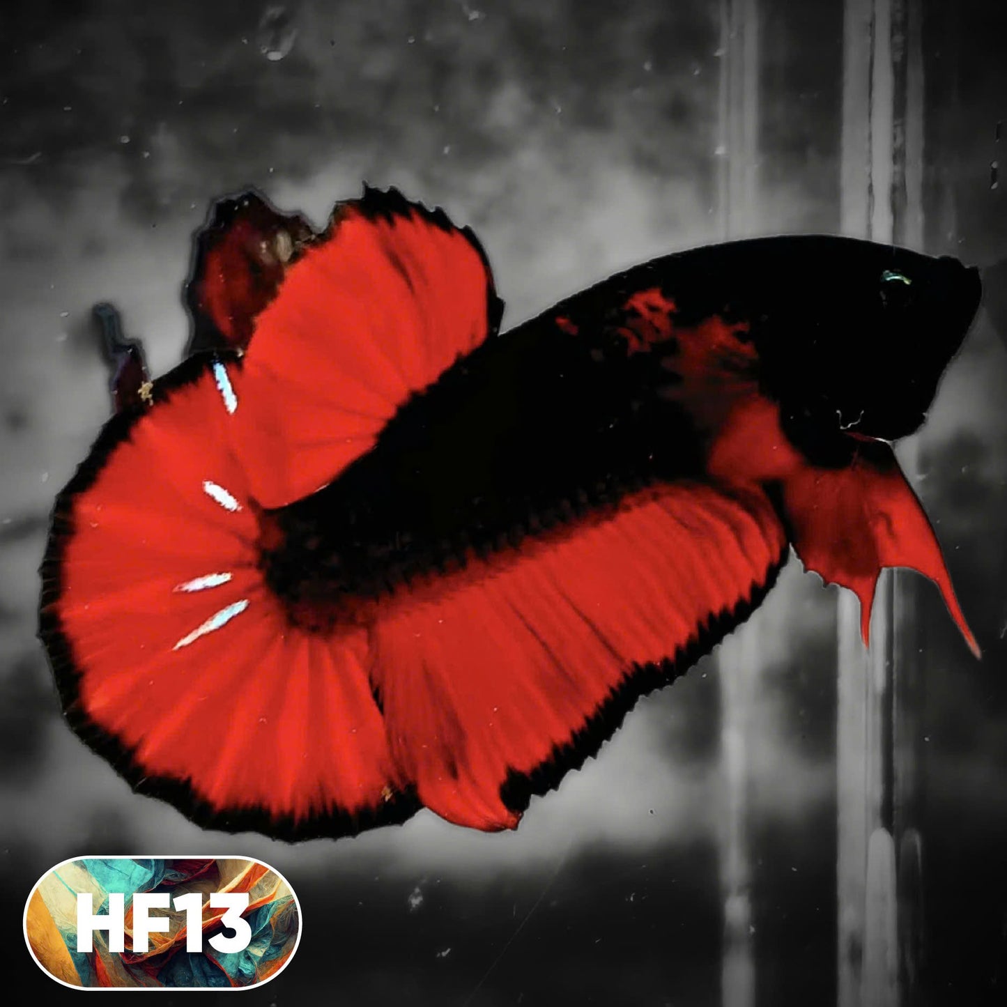 Dark Flame Hellfire Plakat Male Betta Fish | You Pick Fish | Rare Betta