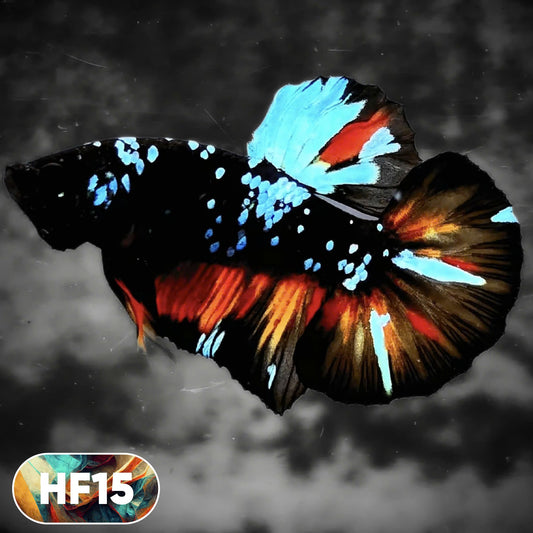 Dark Flame Hellfire Plakat Male Betta Fish | You Pick Fish | Rare Betta