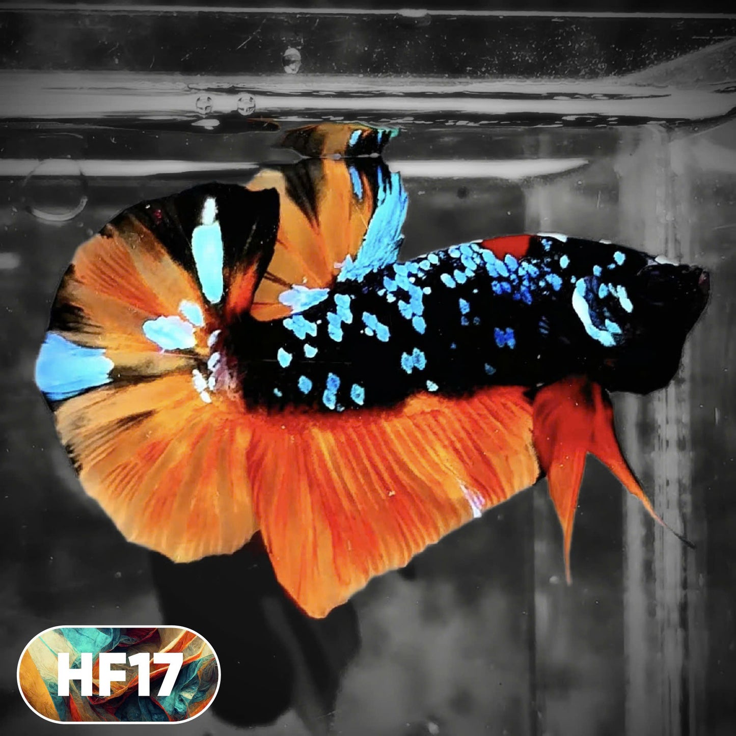 Dark Flame Hellfire Plakat Male Betta Fish | You Pick Fish | Rare Betta