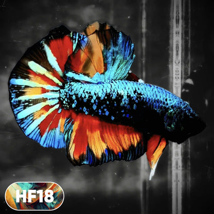 Dark Flame Hellfire Plakat Male Betta Fish | You Pick Fish | Rare Betta