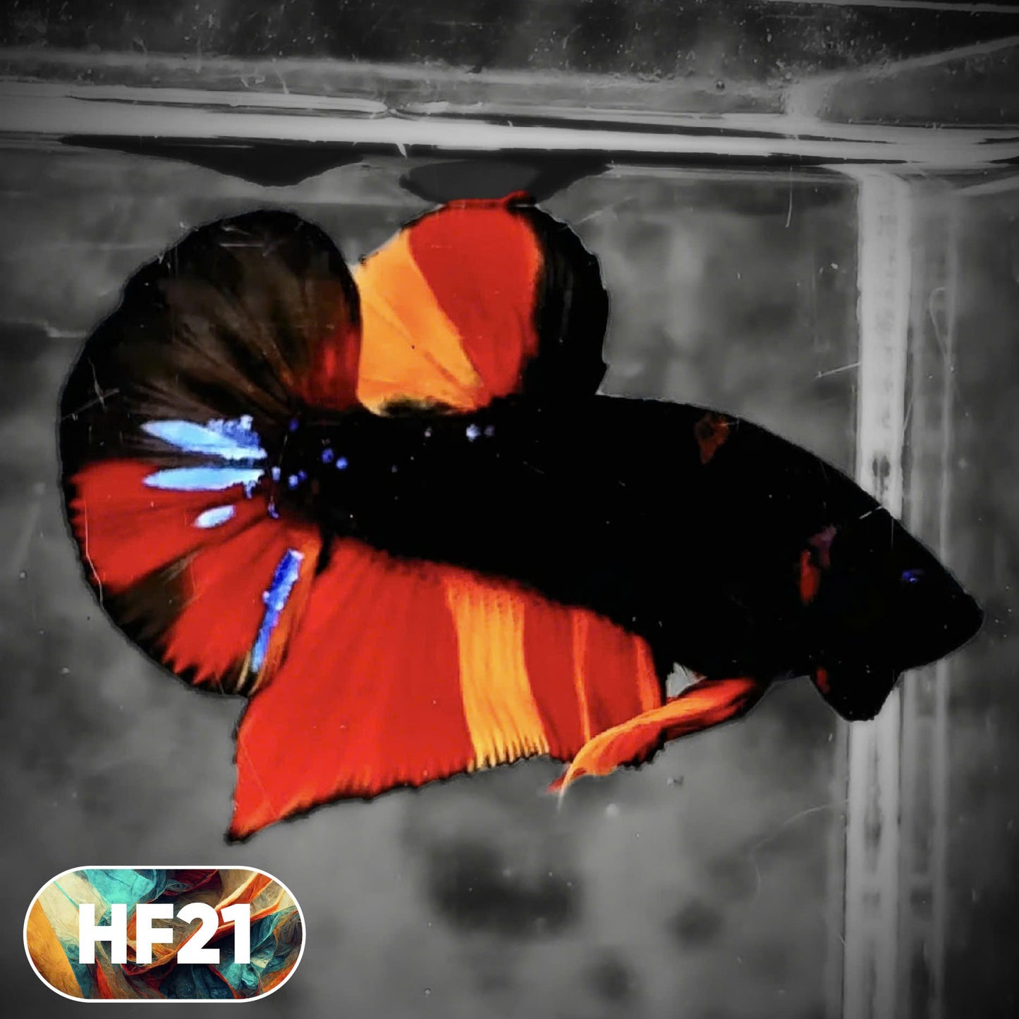 Dark Flame Hellfire Plakat Male Betta Fish | You Pick Fish | Rare Betta