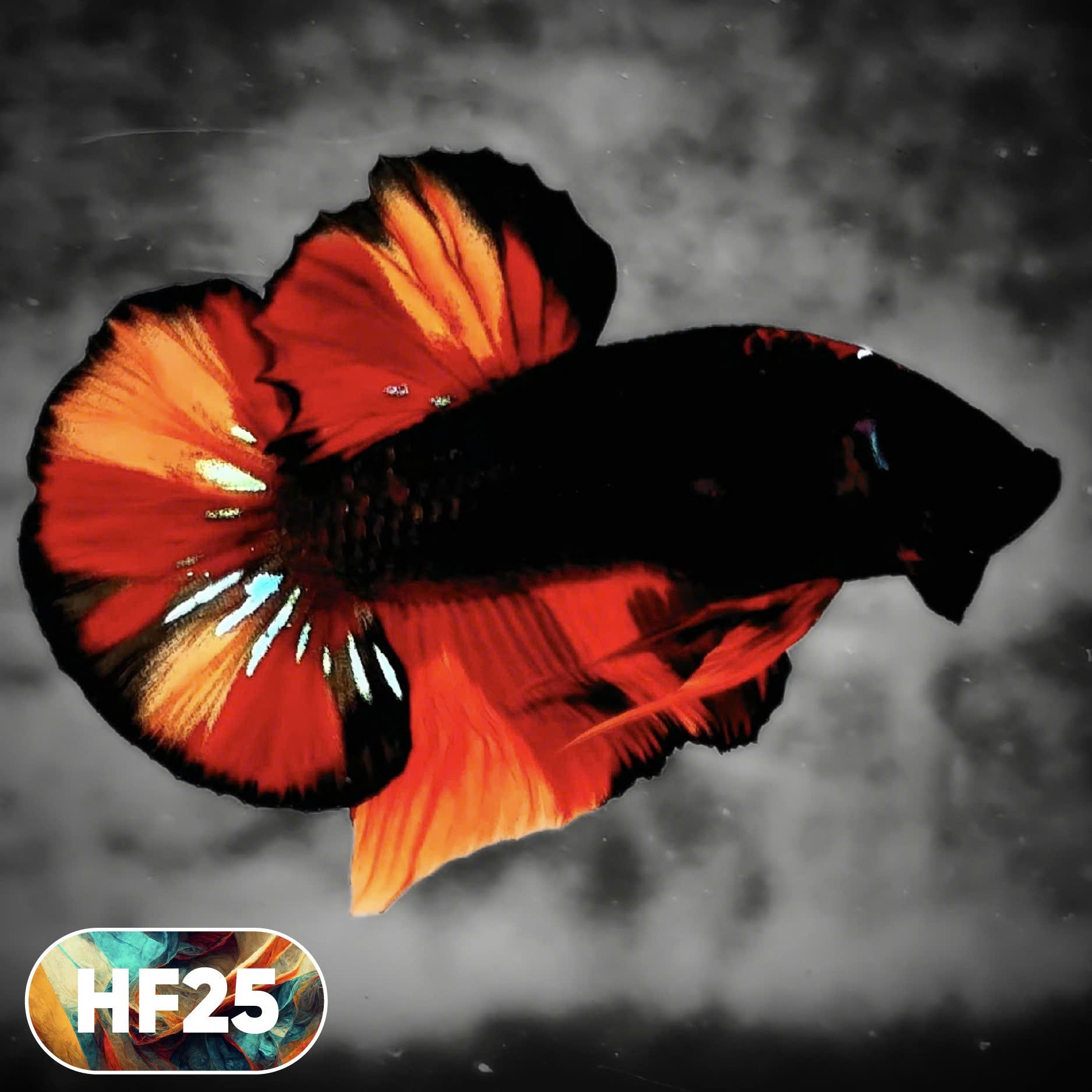Dark Flame Hellfire Plakat Male Betta Fish | You Pick Fish | Rare Betta