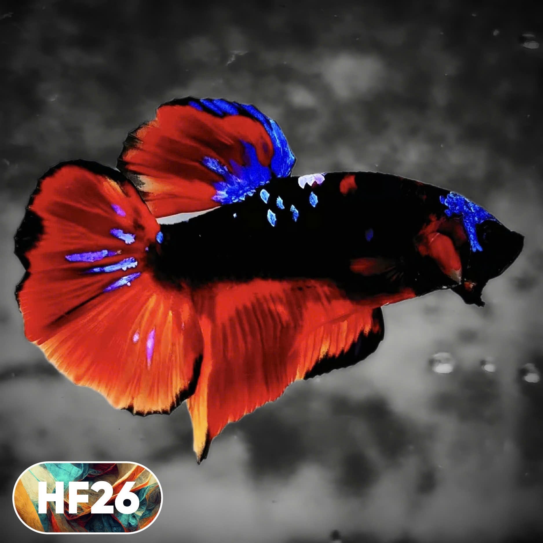 Dark Flame Hellfire Plakat Male Betta Fish | You Pick Fish | Rare Betta