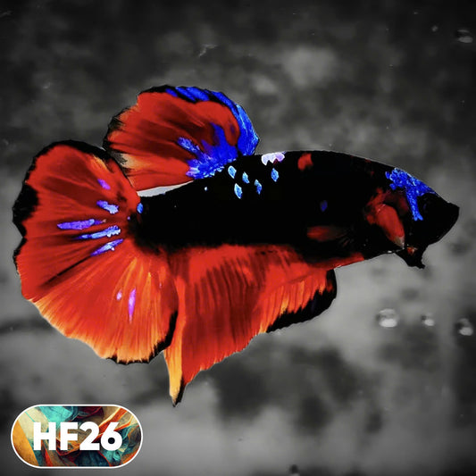 Dark Flame Hellfire Plakat Male Betta Fish | You Pick Fish | Rare Betta