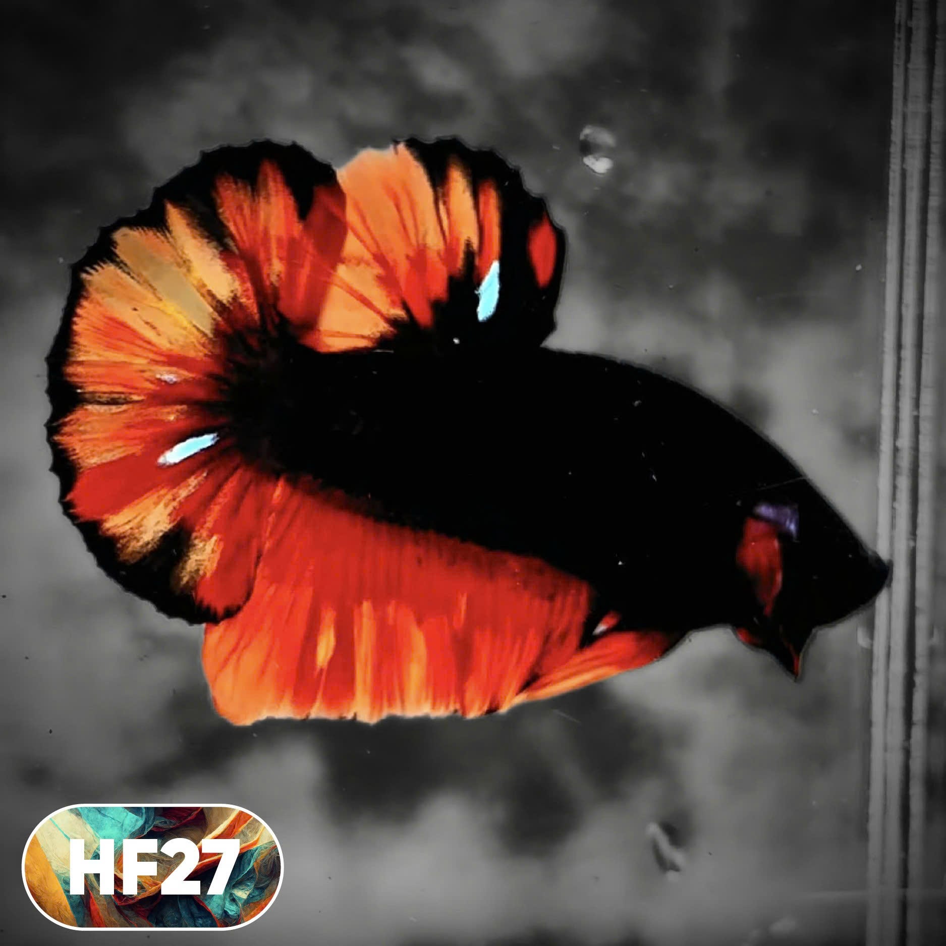 Dark Flame Hellfire Plakat Male Betta Fish | You Pick Fish | Rare Betta