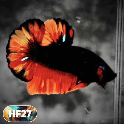 Dark Flame Hellfire Plakat Male Betta Fish | You Pick Fish | Rare Betta