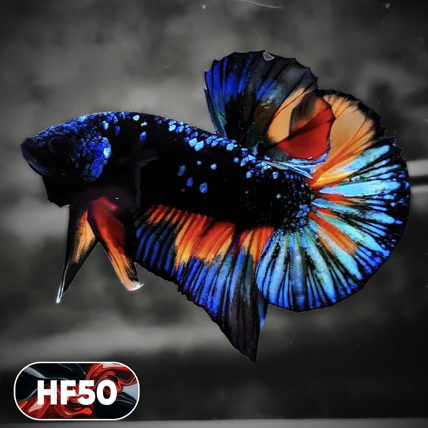 Dark Flame Hellfire Plakat Male Betta Fish | You Pick Fish | Exotic Betta