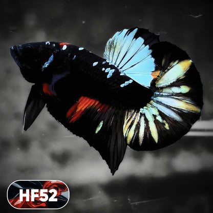 Dark Flame Hellfire Plakat Male Betta Fish | You Pick Fish | Exotic Betta