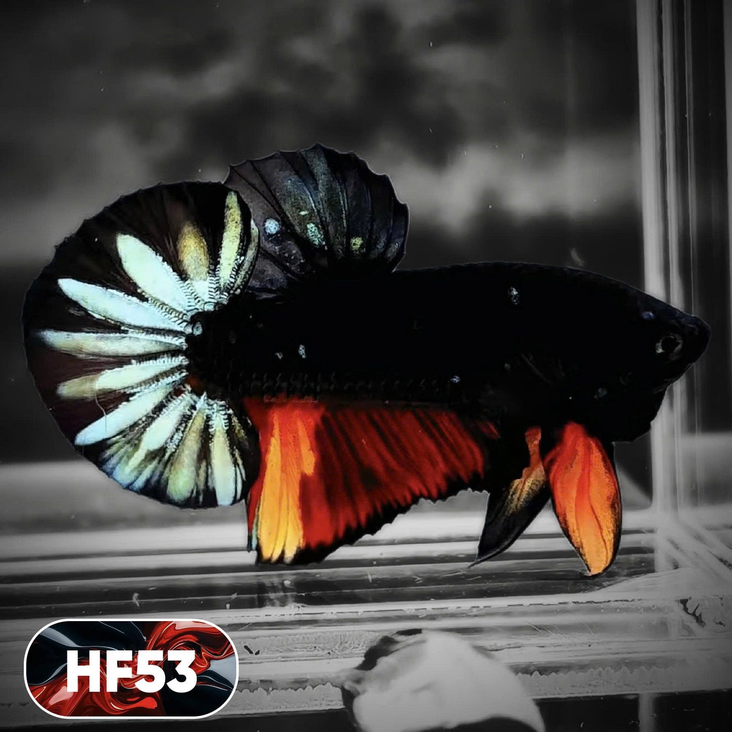 Dark Flame Hellfire Plakat Male Betta Fish | You Pick Fish | Exotic Betta
