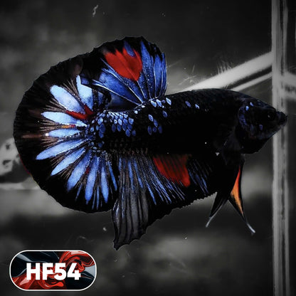 Dark Flame Hellfire Plakat Male Betta Fish | You Pick Fish | Exotic Betta