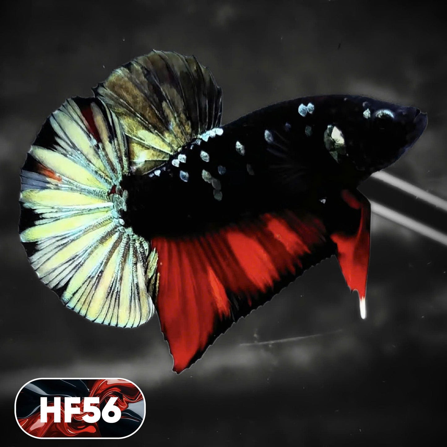 Dark Flame Hellfire Plakat Male Betta Fish | You Pick Fish | Exotic Betta