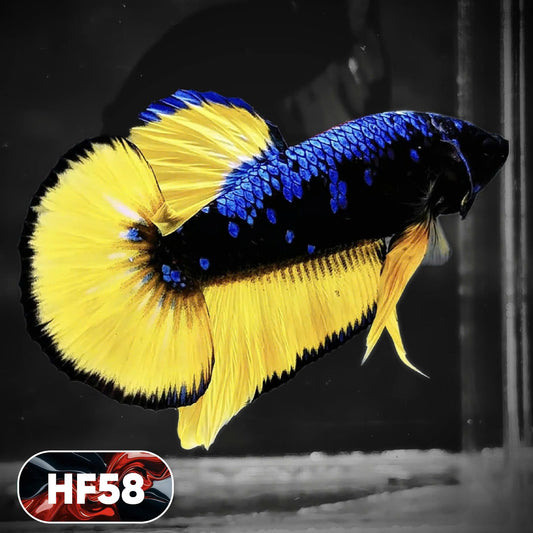 Dark Flame Hellfire Plakat Male Betta Fish | You Pick Fish | Exotic Betta