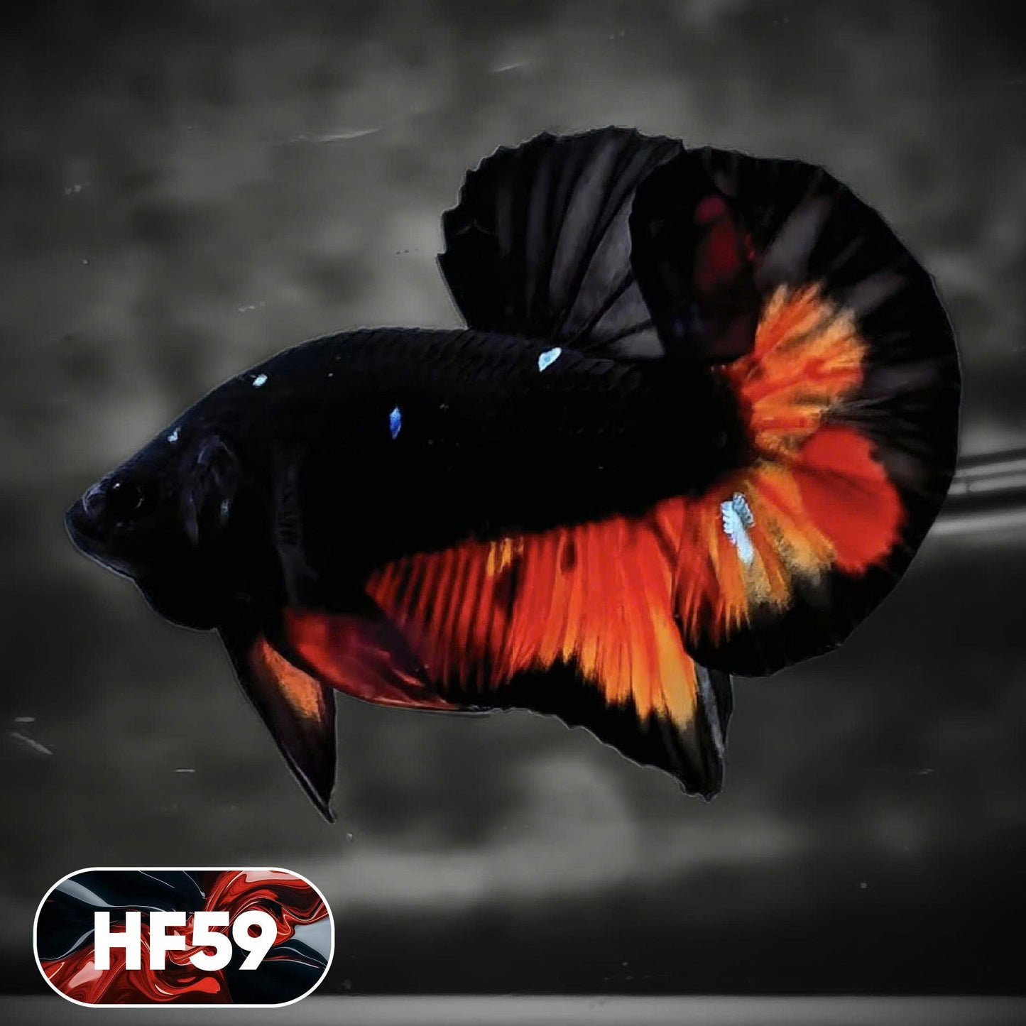 Dark Flame Hellfire Plakat Male Betta Fish | You Pick Fish | Exotic Betta