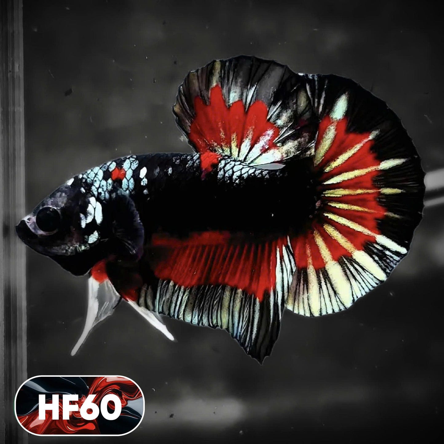 Dark Flame Hellfire Plakat Male Betta Fish | You Pick Fish | Exotic Betta