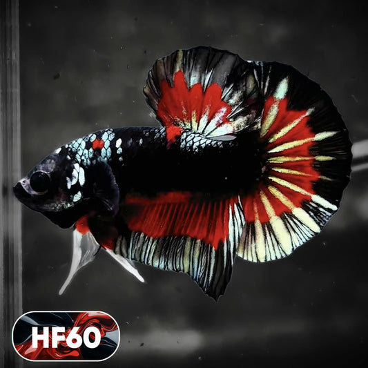 Dark Flame Hellfire Plakat Male Betta Fish | You Pick Fish | Exotic Betta