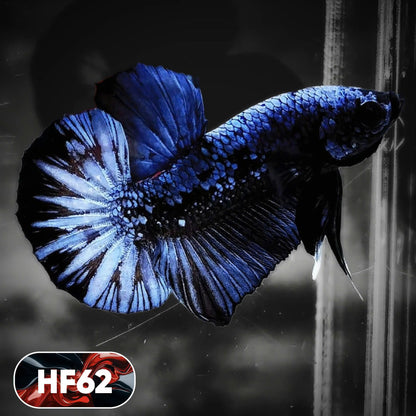 Dark Flame Hellfire Plakat Male Betta Fish | You Pick Fish | Exotic Betta