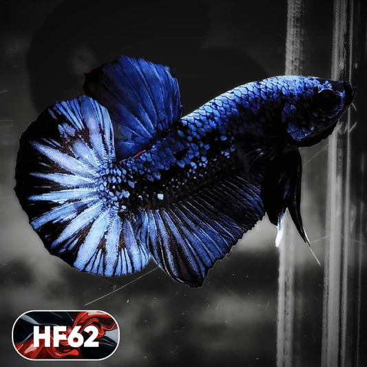 Dark Flame Hellfire Plakat Male Betta Fish | You Pick Fish | Exotic Betta