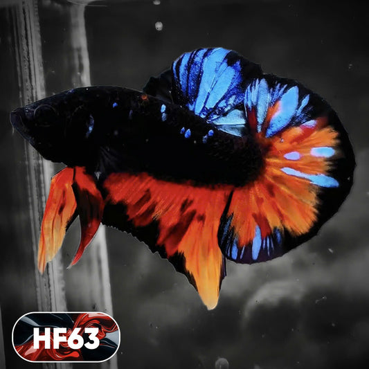 Dark Flame Hellfire Plakat Male Betta Fish | You Pick Fish | Exotic Betta