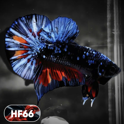 Dark Flame Hellfire Plakat Male Betta Fish | You Pick Fish | Exotic Betta