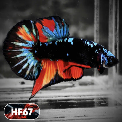 Dark Flame Hellfire Plakat Male Betta Fish | You Pick Fish | Exotic Betta