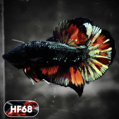 Dark Flame Hellfire Plakat Male Betta Fish | You Pick Fish | Exotic Betta
