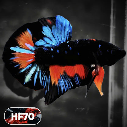 Dark Flame Hellfire Plakat Male Betta Fish | You Pick Fish | Exotic Betta