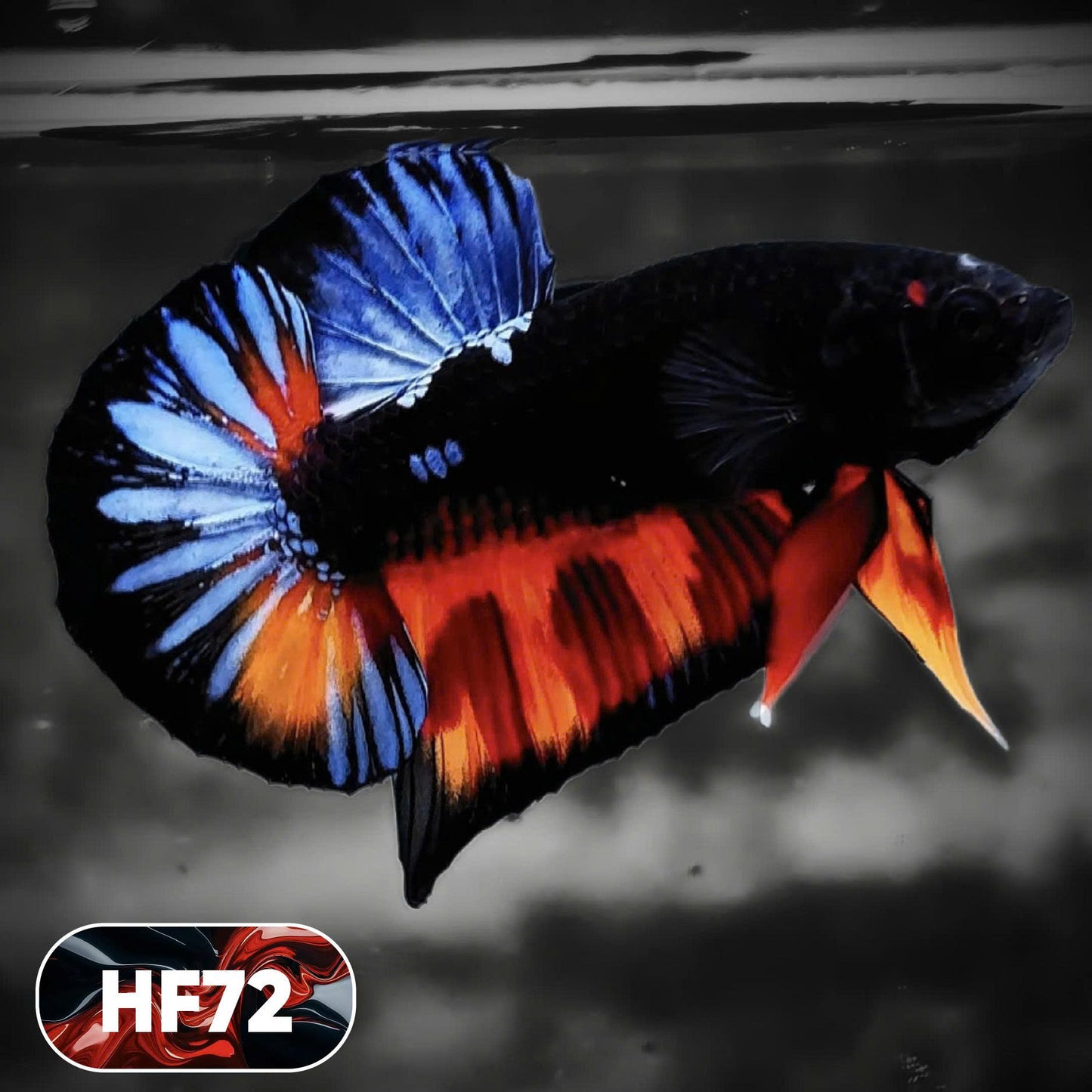 Dark Flame Hellfire Plakat Male Betta Fish | You Pick Fish | Exotic Betta
