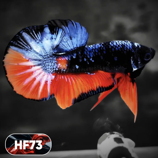 Dark Flame Hellfire Plakat Male Betta Fish | You Pick Fish | Exotic Betta