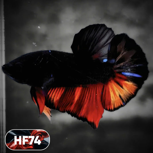 Dark Flame Hellfire Plakat Male Betta Fish | You Pick Fish | Exotic Betta