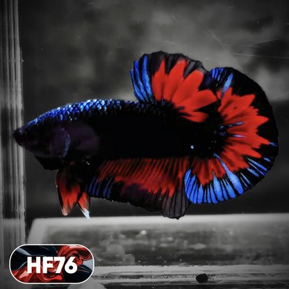 Dark Flame Hellfire Plakat Male Betta Fish | You Pick Fish | Exotic Betta