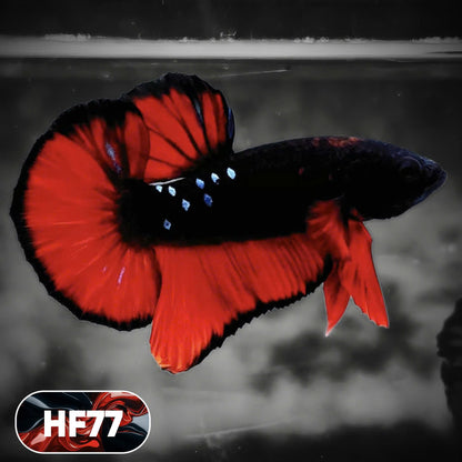 Dark Flame Hellfire Plakat Male Betta Fish | You Pick Fish | Exotic Betta