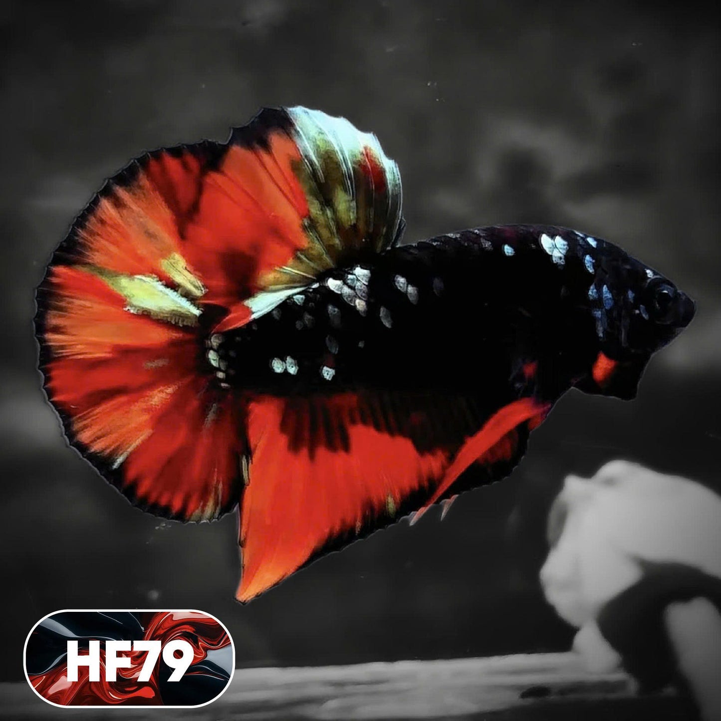Dark Flame Hellfire Plakat Male Betta Fish | You Pick Fish | Exotic Betta
