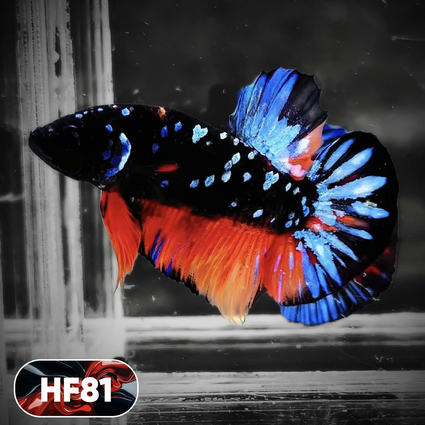 Dark Flame Hellfire Plakat Male Betta Fish | You Pick Fish | Exotic Betta