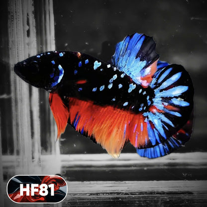 Dark Flame Hellfire Plakat Male Betta Fish | You Pick Fish | Exotic Betta