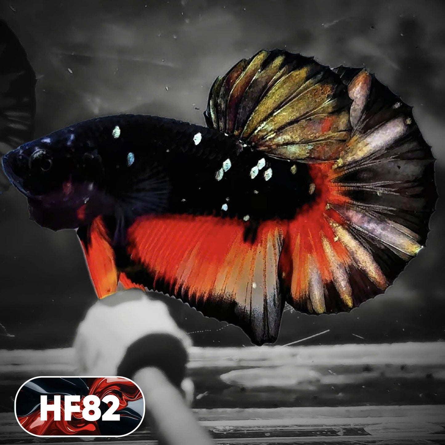 Dark Flame Hellfire Plakat Male Betta Fish | You Pick Fish | Exotic Betta
